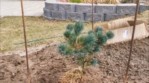 Теплая весна, работаем в саду. Новые хвойные. 11-13.04.2026 восток Ленинградской области