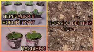 Пасынки фиалок. Пересадка в новый грунт. Некачественный торф.