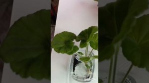 Корни у  черенков Пеларгонии за два дня!! Да, и такое бывает 🤗
Вода и активированный уголь