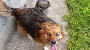 Люся и Симба