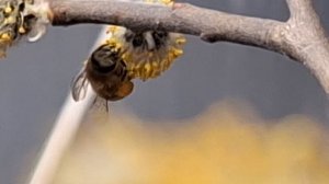 пчелка прилетела на мою вербу трудяшка,10.04.26