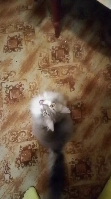 Томас мяукает в камеру