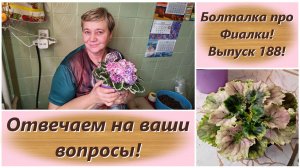 Болталка про Фиалки! Выпуск 188! Отвечаем на ваши вопросы!