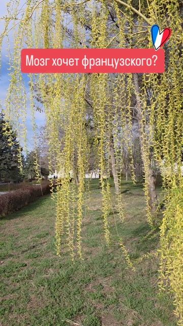 Ближайшие старты по изучению французского