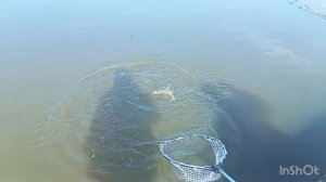 Очередные поимки Форели.Вип зона