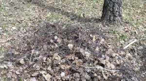 Лесные делишки