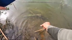Рыбалка в камышах, ловля карася на донную снасть.