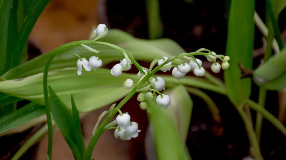 Воскресение Христово. Автор: Княжна Елена Горчакова., читает Семенова Асфодель.