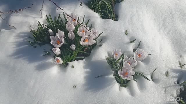Отмечали пасху: жарили купаты