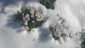 Отмечали пасху: жарили купаты