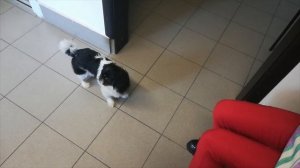 Кошка ШЕЛТИ заболела