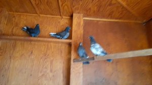 Николаевские голуби Анонс Продажи лишних..обзор молодых  89046814543