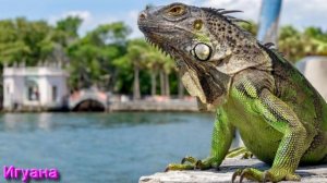 Разбор Терминов Волшебной Культуры от 13.04.26