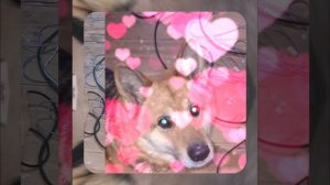 1000056011.mp4 (Собака наблюдает за устройством лестницы на 2-ой этаж в доме А-фрейм)