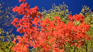 Красивая Атмосферная Инструментальная Музыка для души