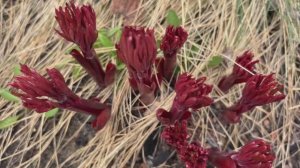 Честно о пионах, посаженных в снег и мороз, ревизия всходов