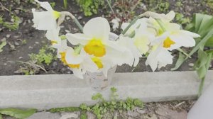 Пионы из ПУЛКОВ САД с ЛЮБОВЬЮ🥰🥰🥰