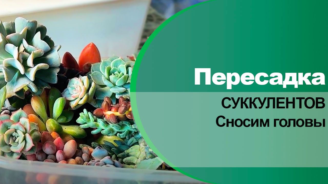 Переукоренение суккулентов и подготовка их к посадке в горшки.