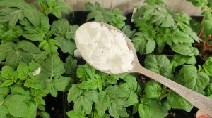 Налей ЭТО в РАССАДУ! Уникальные подкормки рассады! Натурально!