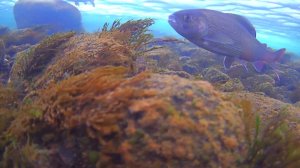 Подводный мир, хариус.