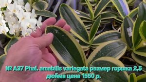 № А37 Phal. amabilis variegata размер горшка 2,5 дюйма