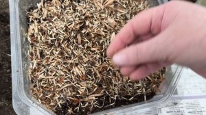 Как всегда всё прекрасно.
Вынесла лук в теплицу, прорыхлила чеснок. Саша подвязала малину.