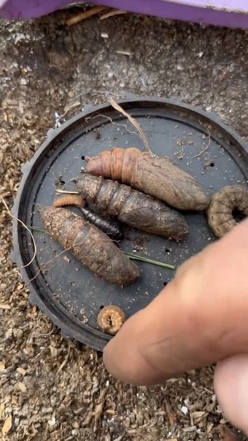 Счастье рыбака. Предвосхищая удачу, подготовка к рыбалке.