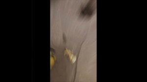 Маша и медведь первая встреча 1 серия