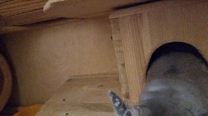 Наши шиншиллы Ева и Валя.