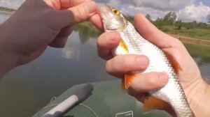 ПЛОТВА на ПОПЛАВОК!... С ЛОДКИ на ПЕРЛОВКУ!