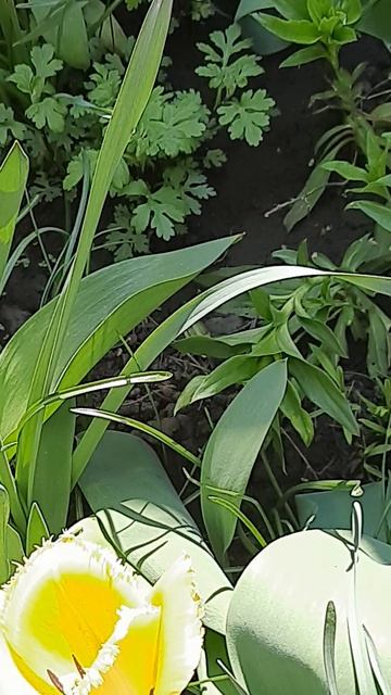 Выросли тюльпаны