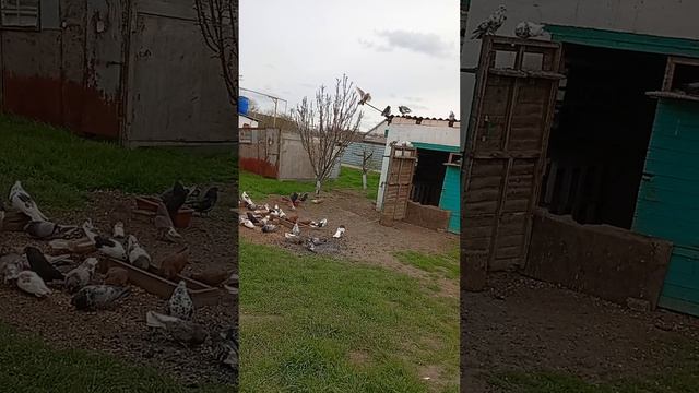 мои голуби, Ростовская область Сальский р-н Андрей (89895013708)