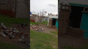 мои голуби, Ростовская область Сальский р-н Андрей (89895013708)