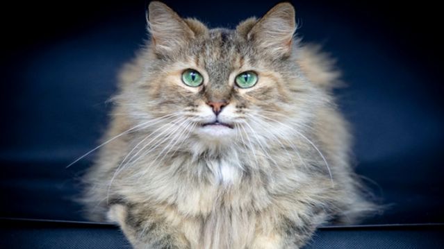 Как проверить родословную кошки