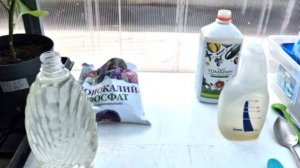 Подкормка томатов после пересадки. Что использую?