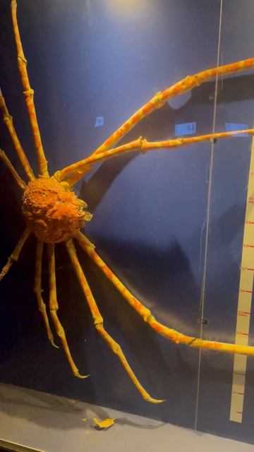 Рыбки в океанариуме ч.23