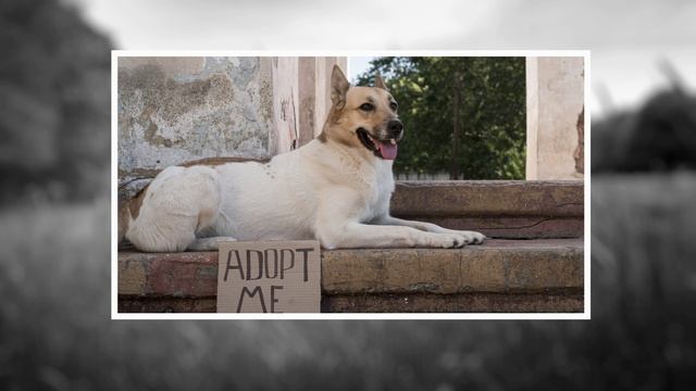 Каждому нужен свой дом