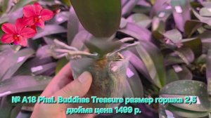 № А18 Phal. Buddhas Treasure размер горшка 2,5 дюйма
