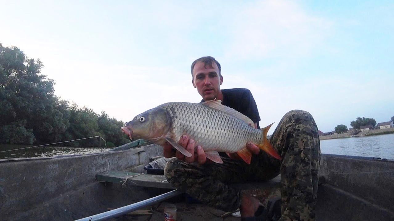 ЛОВЛЮ КРУПНУЮ ГУСТЕРУ, А ТУТ САЗАН ПОДВАЛИЛ. Ловля сазана с лодки под берегом в деревне!