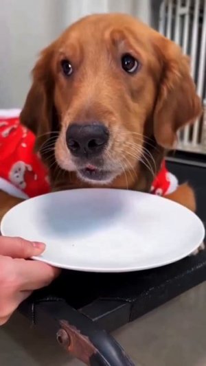 ох  уж эти собакены ☺️