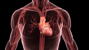 Восстановление после инфаркта и инсульта что делать дома