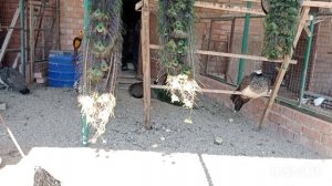 12.04.26г. цветут тюльпаны🌷🌷🌷  Это что у него нос или клюв?