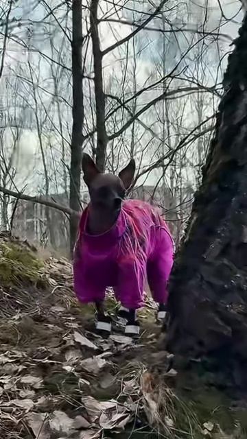 #мир #ксолоитцкуинтли #собака #мия #москва #россия #актуальное #любовь