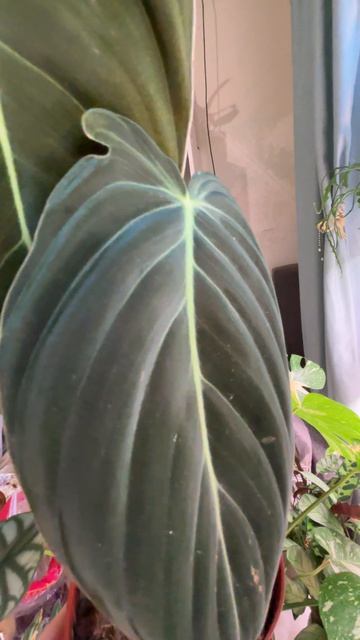 Филодендрон меланохризум   - как выглядит растение (обзор вида и сорта)