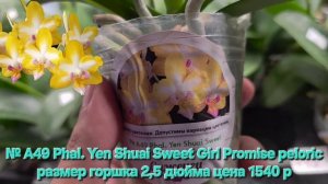 № А49 Phal. Yen Shuai Sweet Girl Promise peloric размер горшка 2,5 дюйма