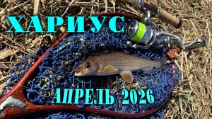 Хариус #1. Рыбалка в Ленинградской области. Апрель 2026.