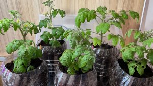 Пересадка помидоров на постоянное место.Огород в квартире.