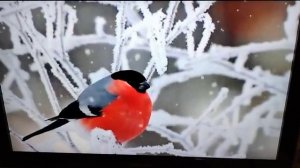 Сергей Милейко - Искренность   + - = = + + + - + = = + +