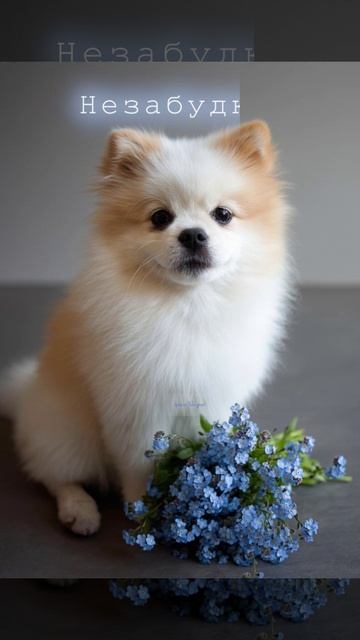 Просто напоминаю, кто тут главная Незабудка…Яркого Тебе дня! 🌌❤️✨🐾🤍