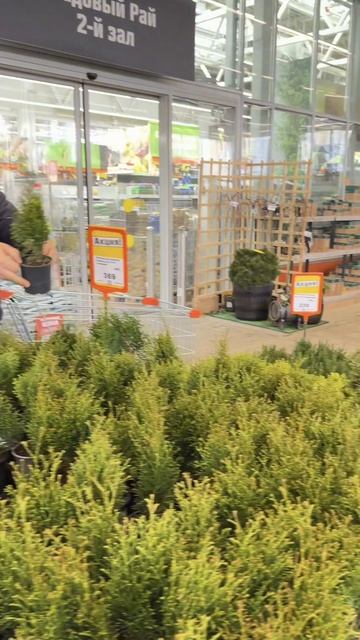 Начинаем озеленение участка!